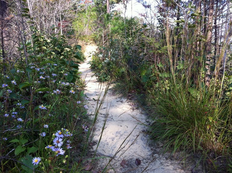 Auxier Ridge, a year after the fire